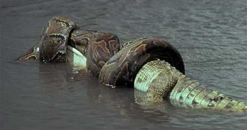 Clip: Trăn nuốt chửng cá sấu, trả thù cho đồng loại