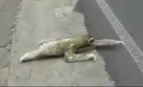 Xôn xao clip sinh vật lạ lổm ngổm bò qua đường