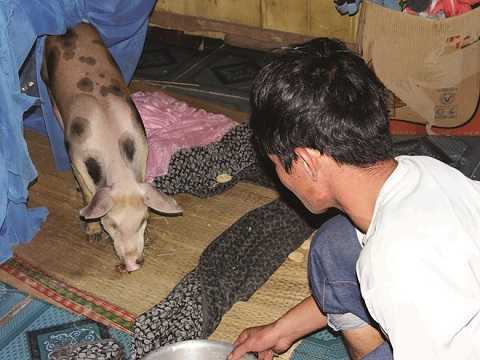 Cho heo ăn cơm, uống trà để... báo hiếu