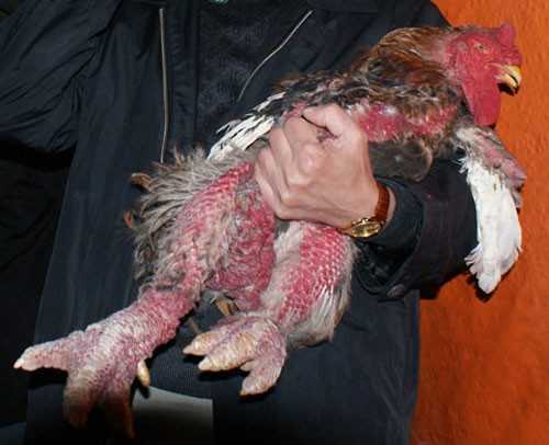 Bỏ hàng chục triệu săn gà ăn tết