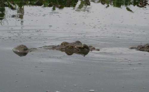 Bí ẩn đầm lầy nhiều cá sấu nhất Đông Nam Bộ