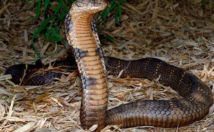 Chuyện hai thợ rắn liều mạng bắt rắn hổ chúa ‘khủng’ ở Gia Lâm