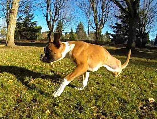 Clip chú chó 2 chân làm 'tan chảy' tim dân mạng