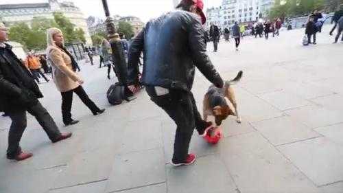 'Cầu thủ' chó thông minh