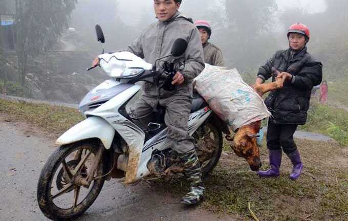 Ảnh: Người Sa Pa liêu xiêu trong tuyết