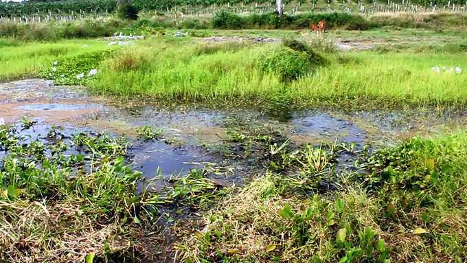 Làm hại cha, con trai bất nhân cõng xác thả xuống ao
