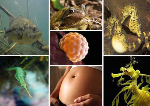 Những động vật thay 'vợ' sinh con