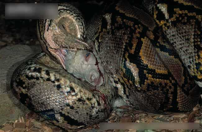 Màn săn mồi rợn người của trăn khổng lồ Amazon
