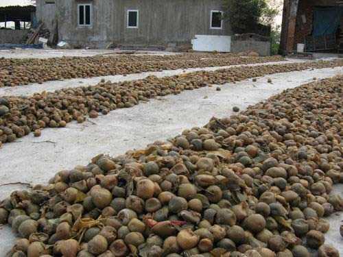 Rùng mình quy trình chôn sấu, quất thối làm mứt Tết