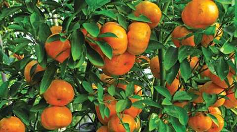 Quả quýt rất tốt cho quý ông