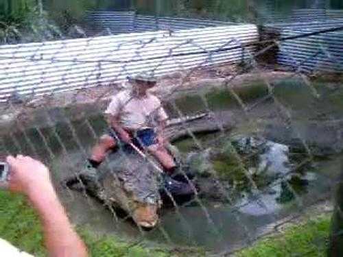 Giỡn mặt với cá sấu khổng lồ