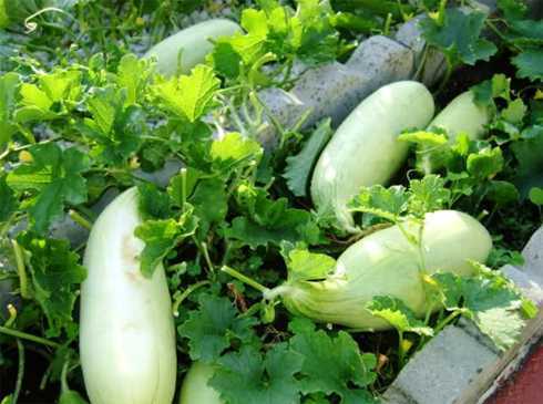 Clip: Trồng dưa gang ra... dưa lạ