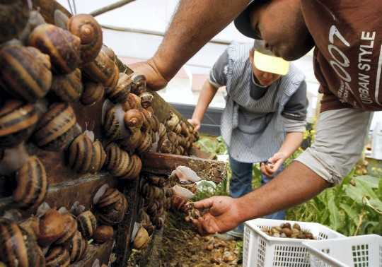 Đột nhập nơi nuôi món đặc sản nhớt nhất thế giới