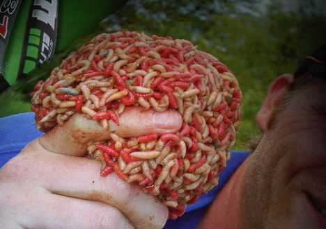 Rùng mình trang trại nuôi giòi làm thức ăn