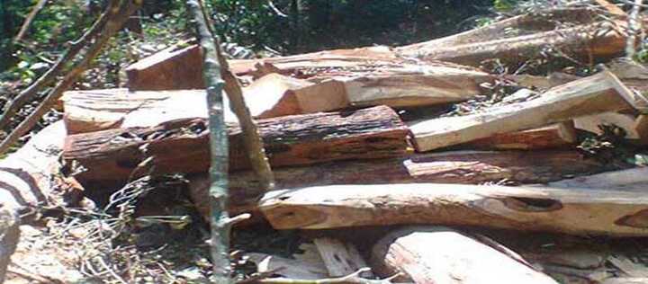 Đi câu cá, 'câu' được cây sưa trị giá 20 tỷ đồng