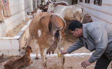 Clip: Xếp hàng uống nước đái bò chữa... bách bệnh