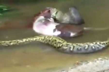 Suýt chết nghẹn, trăn nhả mồi 'khủng' thoát thân