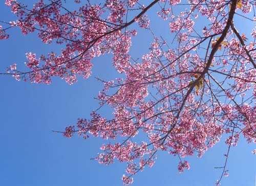 Sắc hồng quyến luyến của mai anh đào Đà Lạt