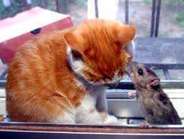 Xem 'Tom và Jerrry' ngoài đời thực