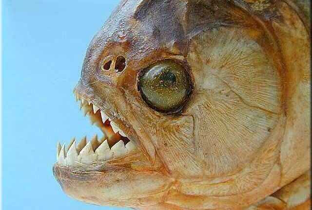 Clip: Cá hổ điên cuồng xé xác cò trong chớp mắt