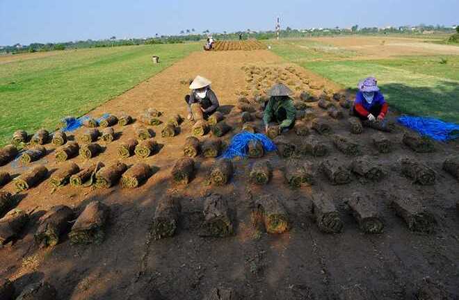 Đào cỏ đem bán kiếm tiền ăn Tết