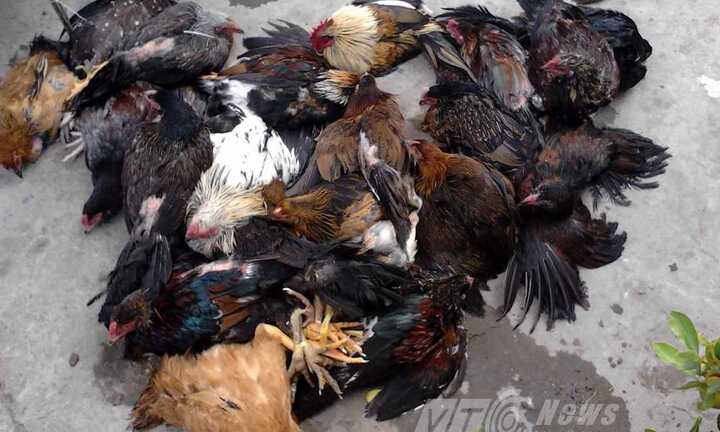 TP.HCM: Bất chấp cúm gia cầm, người dân vẫn giết mổ tràn lan