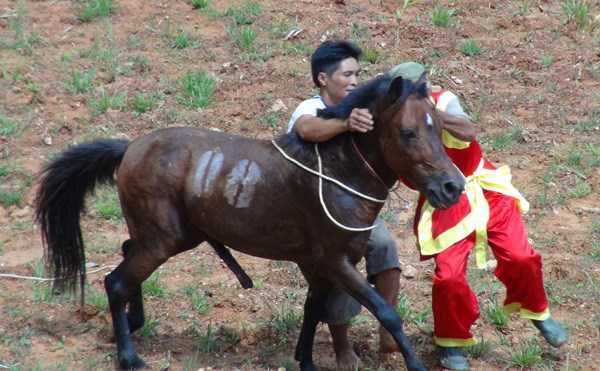 Về Bằng Hành xem ngựa đấu