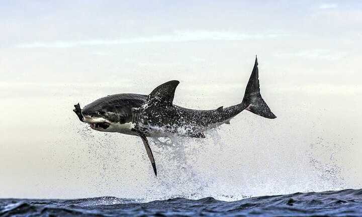 Cá mập trắng khổng lồ phi thân đớp gọn hải cẩu