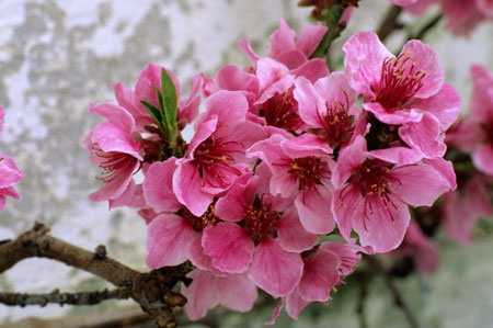 Hoa đào - Mỹ phẩm, dược phẩm độc đáo
