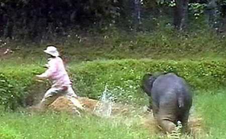 Video: Voi rừng tấn công nhà dân ở Nghệ An