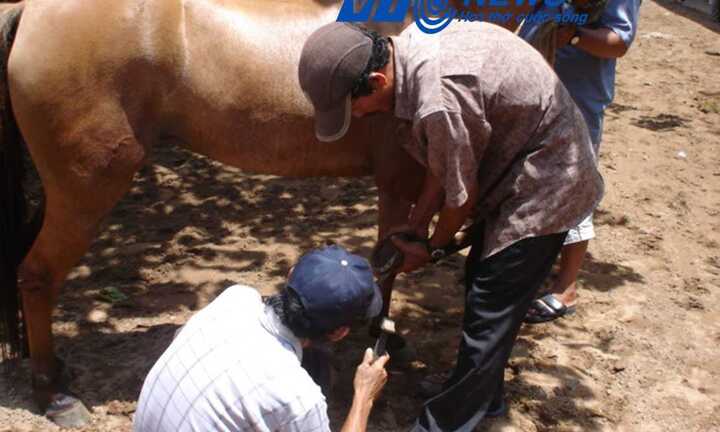 Bí kíp luyện chiến mã kỳ tài của hai lúa ở Long An