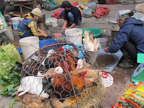 'Họ hàng nhà cúm' bủa vây Việt Nam