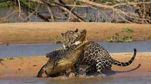 Tấn công hụt, báo đốm bị cá sấu quăng xuống sông thê thảm