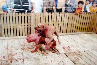 Clip chọi chó đẫm máu gây phẫn nộ