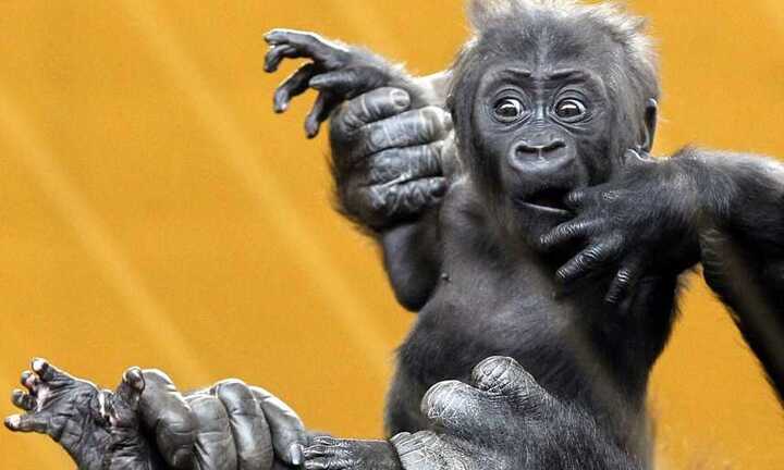 Ảnh trong ngày: Đười ươi mặt ngơ ngác như người