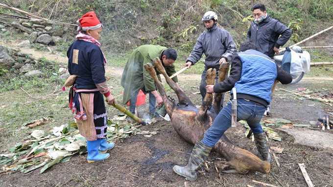 Thịt trâu chết rét la liệt ở Sa Pa