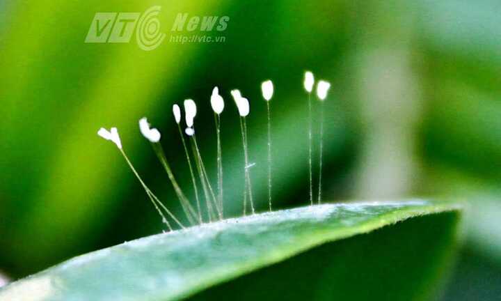 Kỳ lạ hoa Ưu Đàm mọc trên lá cây khế ở Sài Gòn