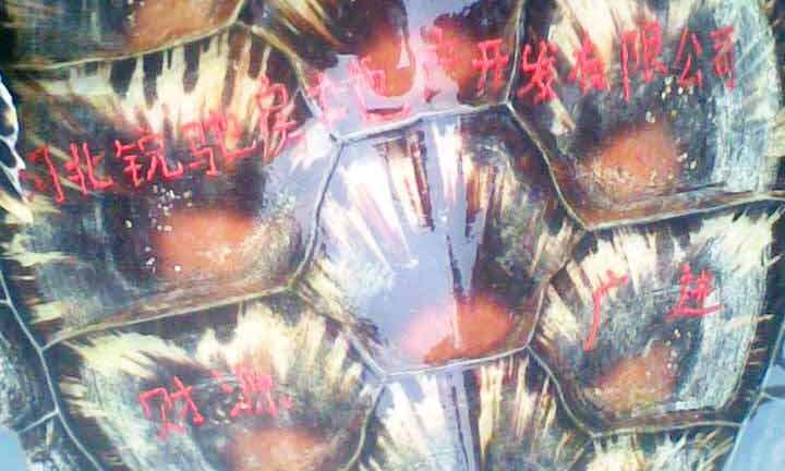 Bắt được rùa biển kỳ lạ khắc chữ trên mai