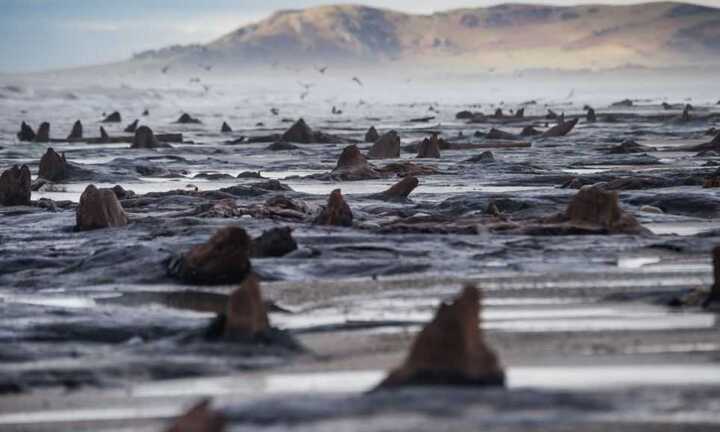 Rừng sồi ngàn năm tuổi phát lộ sau bão