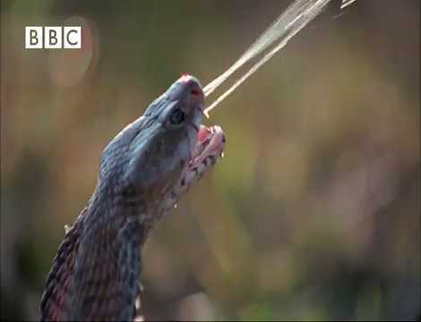 Hổ mang chúa phun nọc độc dọa sư tử chạy trối chết