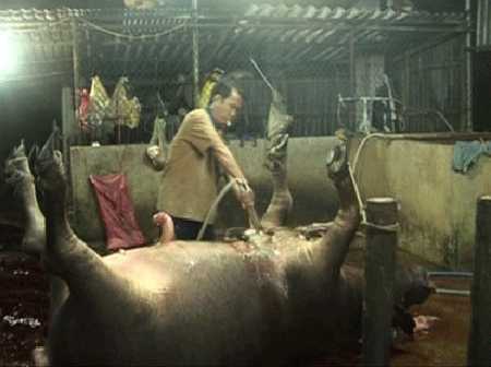 'Đột nhập' lò mổ, xem cảnh bơm nước vào thịt trâu bò