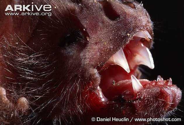 Những 'con quỷ' hút máu ghê rợn nhất hành tinh