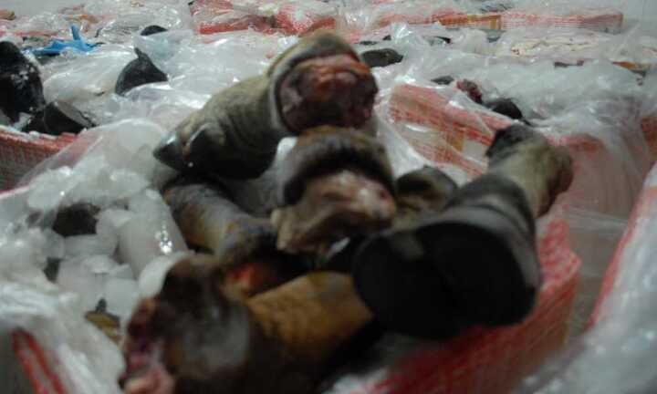 Chặn đứng gần 2 tấn phụ phẩm trâu, bò lậu tuồn vào TP.HCM