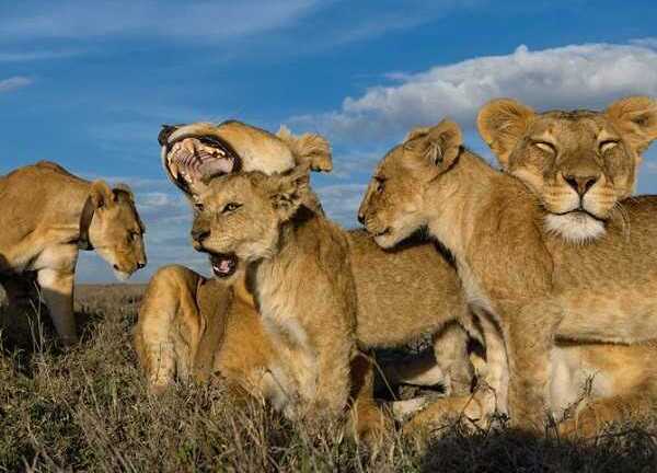 Thót tim clip ngựa vằn thoát chết trước bầy sư tử