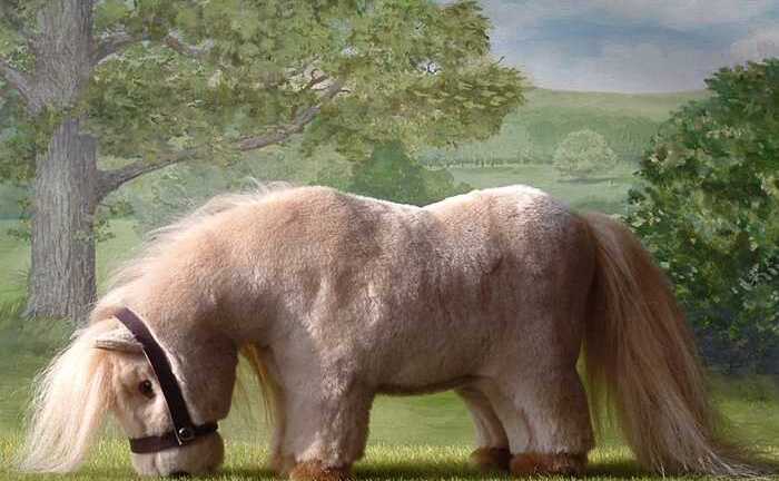 Cận cảnh loài ngựa lùn độc nhất thế giới