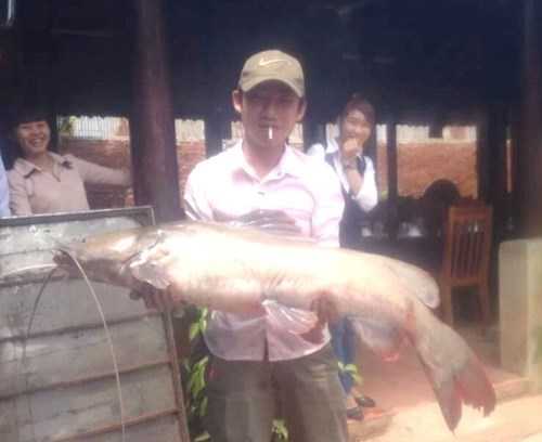 Bắt được cá Lăng 'khủng' hiếm có