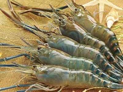 Dân Hà Nội ăn tôm, cua ốc kèm chì, thủy ngân