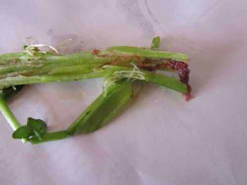 Ghê người ấu trùng sán lá gan trong rau