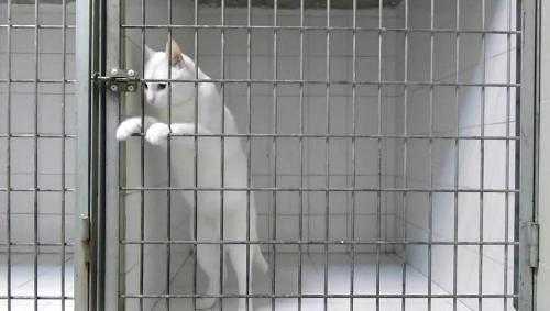 Clip vượt ngục phiên bản mèo