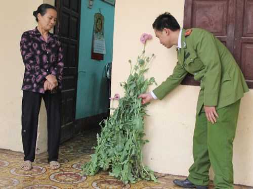 Trồng 'rau sạch' anh túc chữa đau lưng!